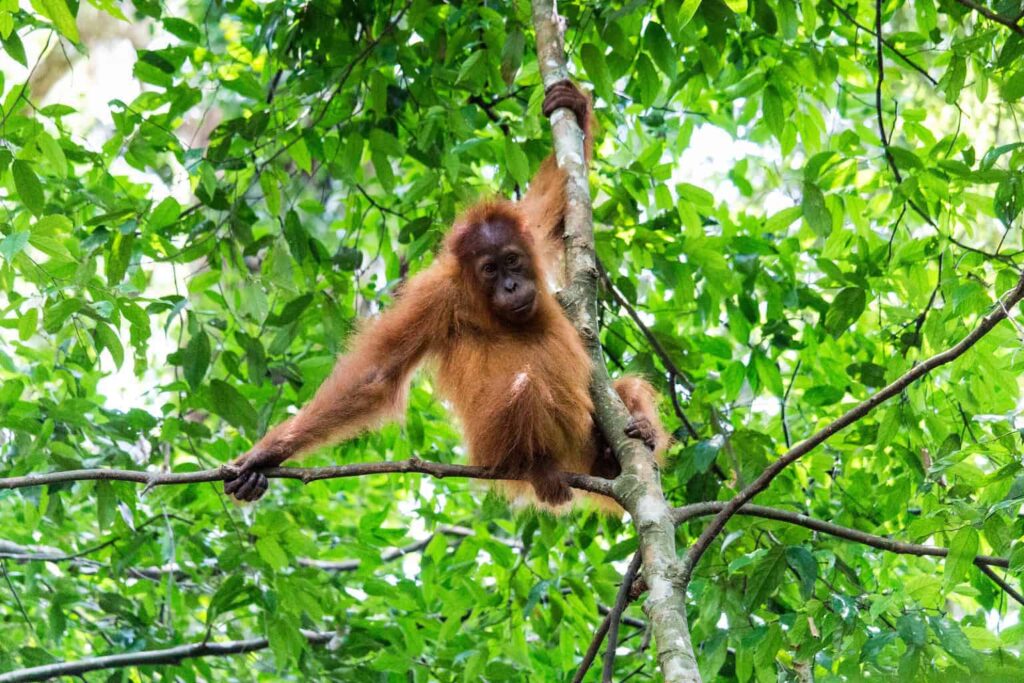 Sumatran orangutan
