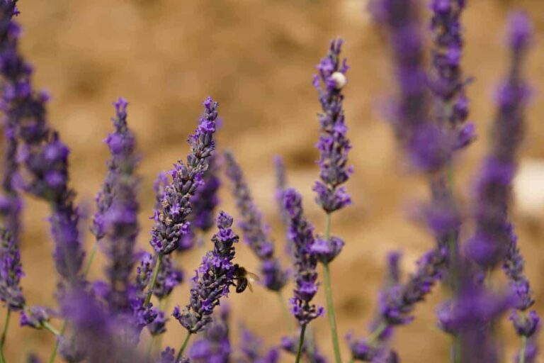 The Life Behind Lavender – Visiting the Lavender Museum in Provence
