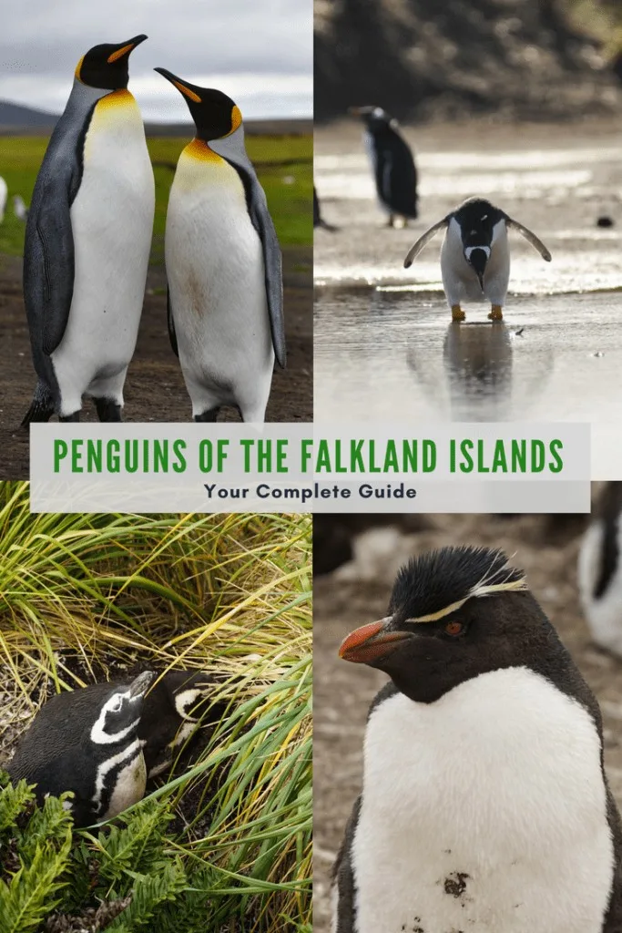 How to visit the Falkland Islands Guide