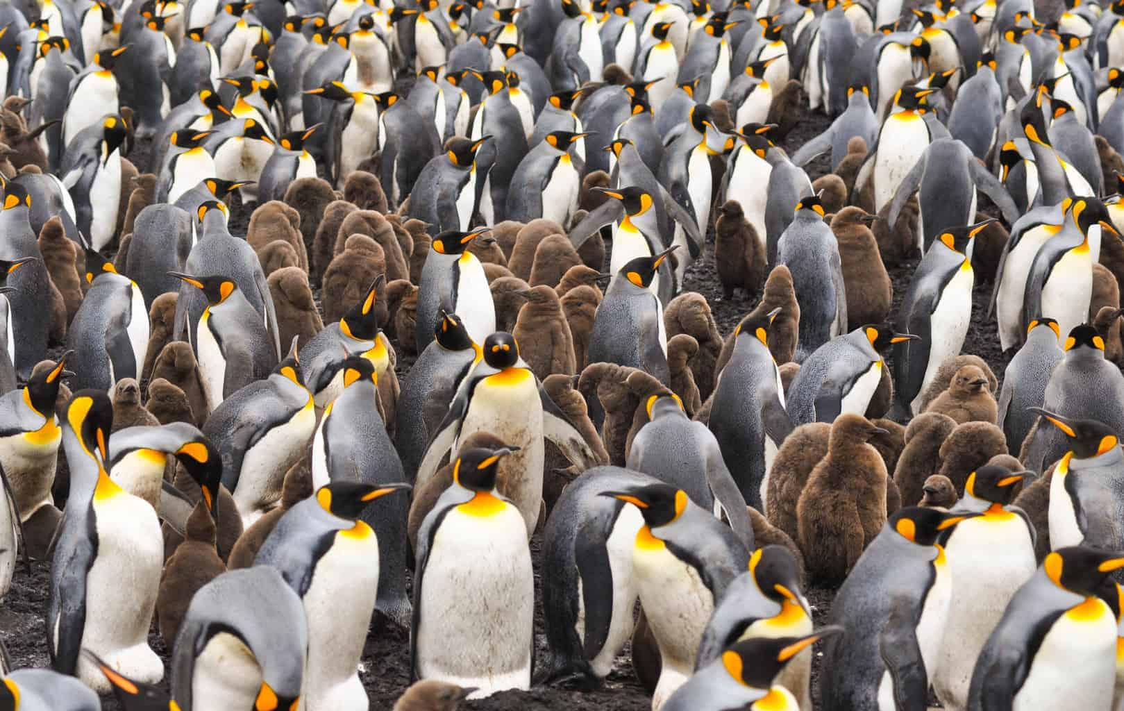 Falkland Islands Penguins. Best place to see penguins in the wild. - Le