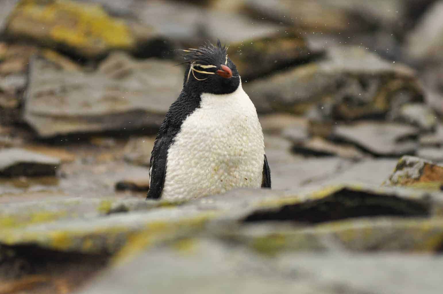 Best place to see penguins in the wild. Penguins Falkland Islands - Le