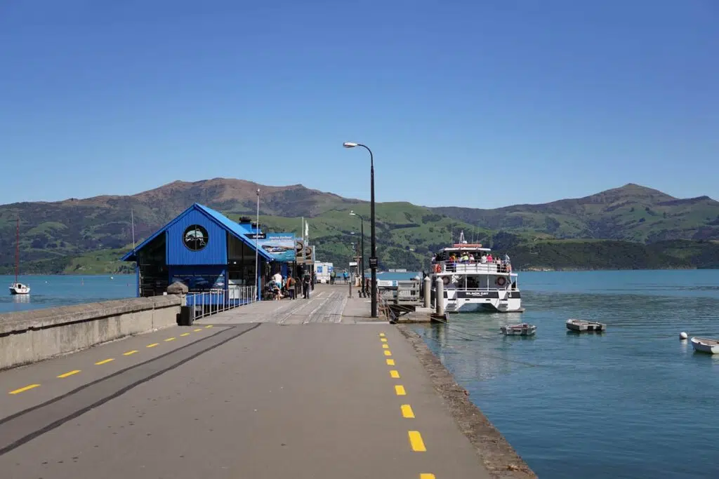 Jaunted: Swimming with Mini Dolphins in New Zealand