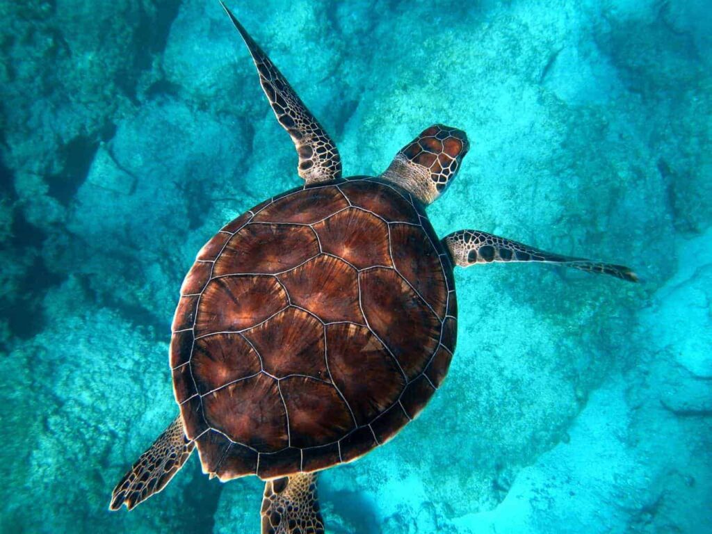 Diving in Turkey. Top things to do in Turkey