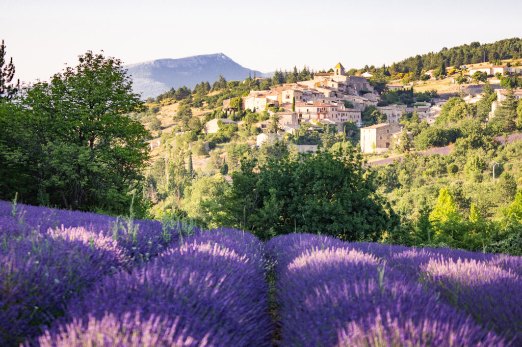 Best Lavender Fields Of Provence France Guide