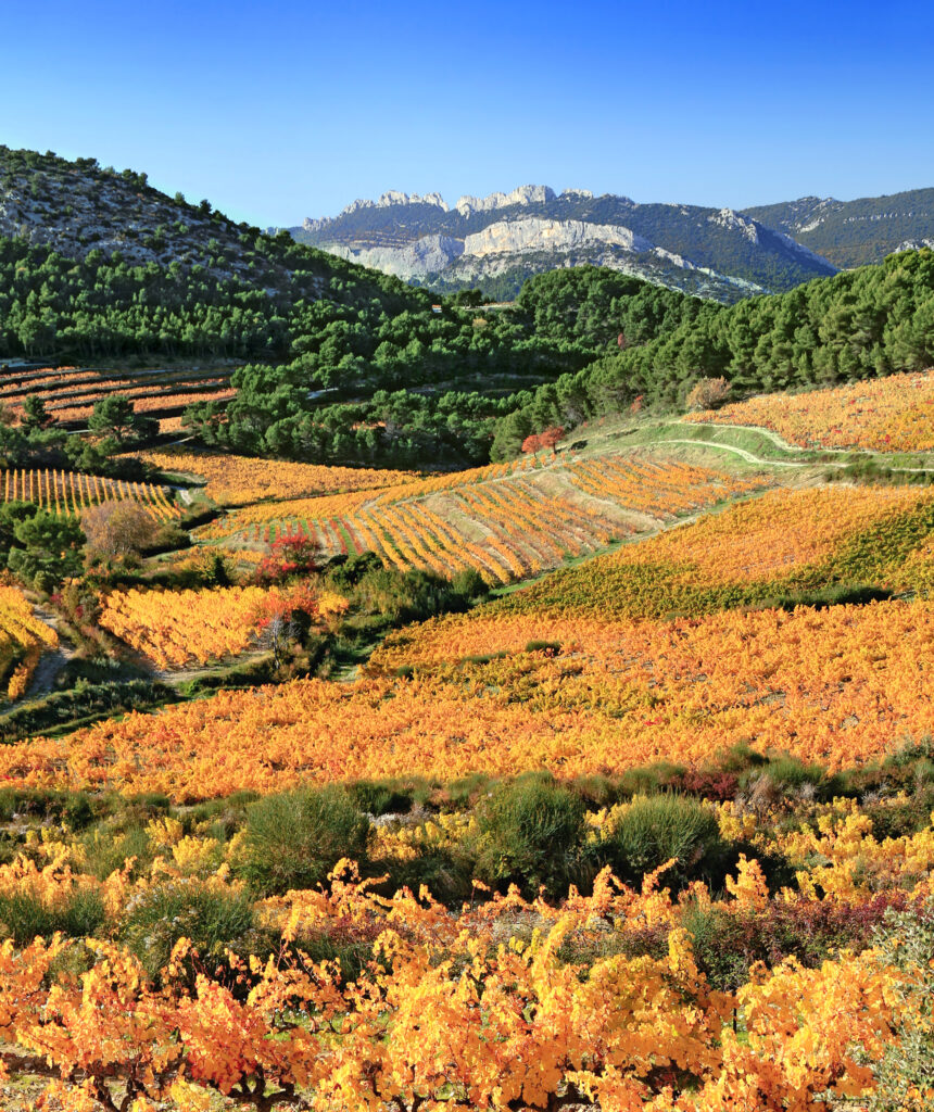 Vineyards near Carpentras in Provence, France