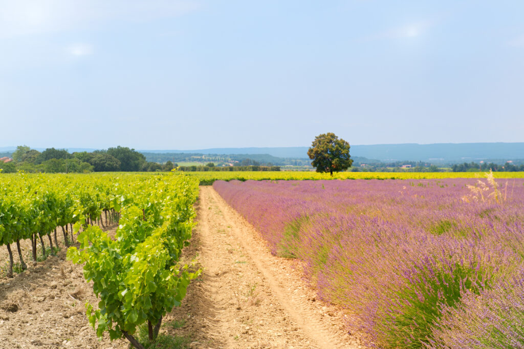 Vineyards near Manosque in Provence, France