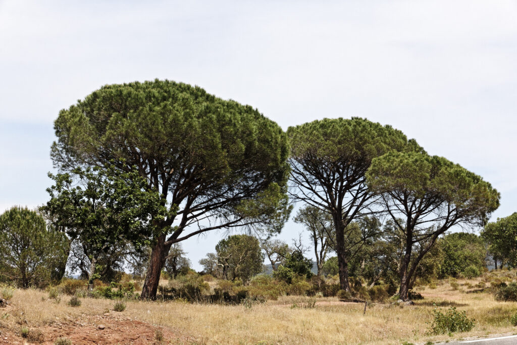 Massif des Maures - Provence Wine Regions, France