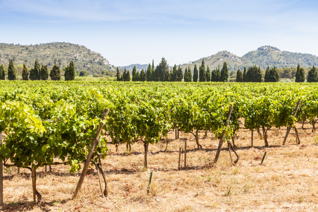 Provence wine regions - vineyard in Provence, France