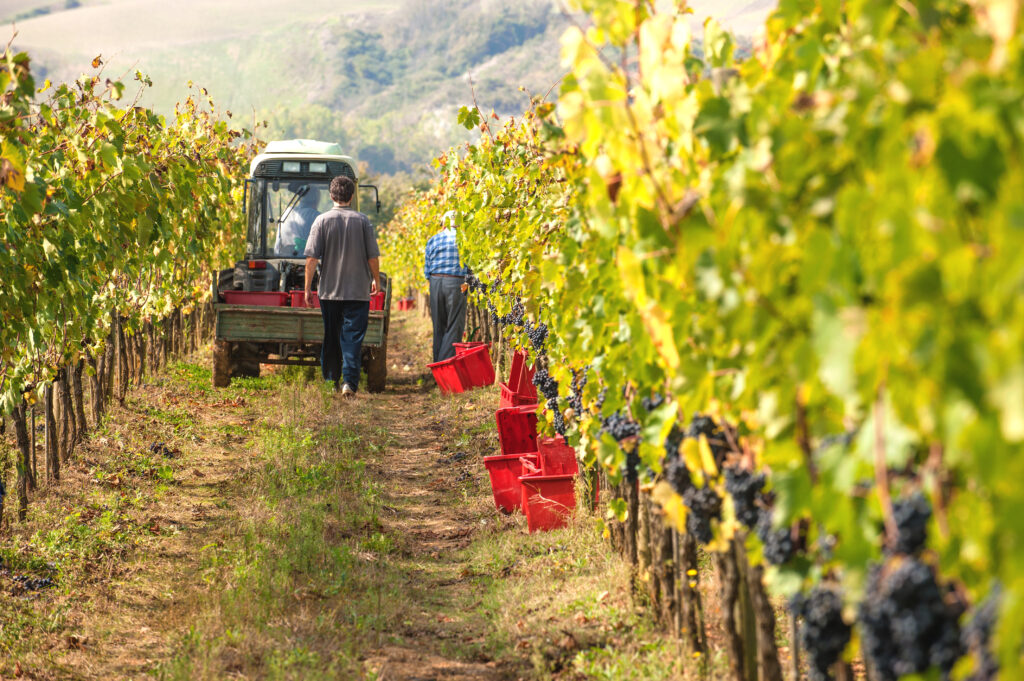 Wine regions within Provence, France