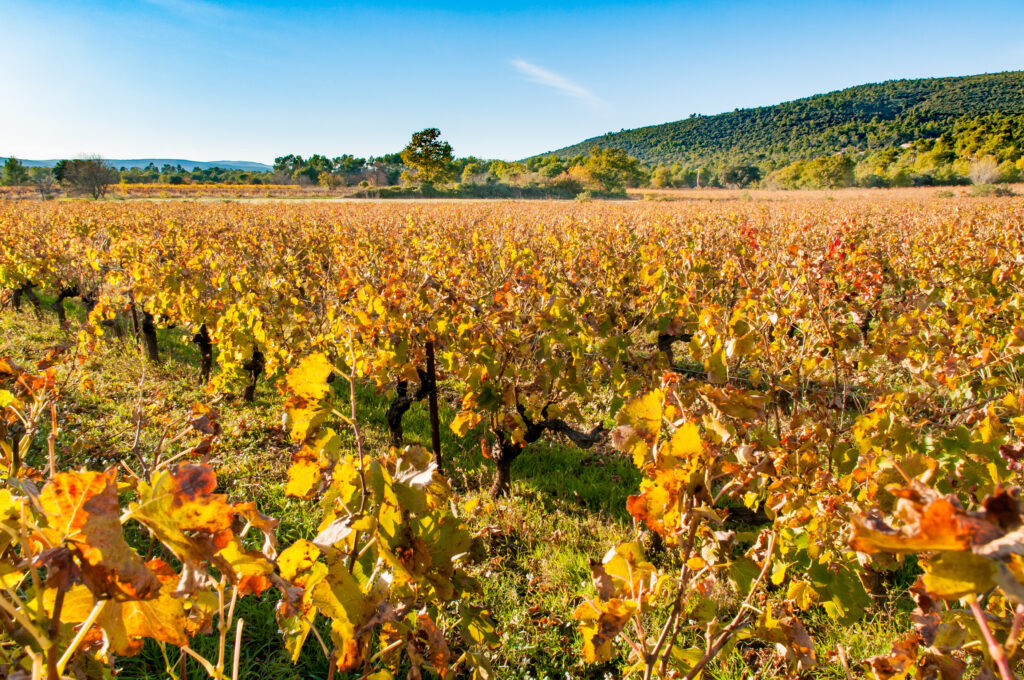 Vineyard field in Provence, in Gareoult near Brignoles