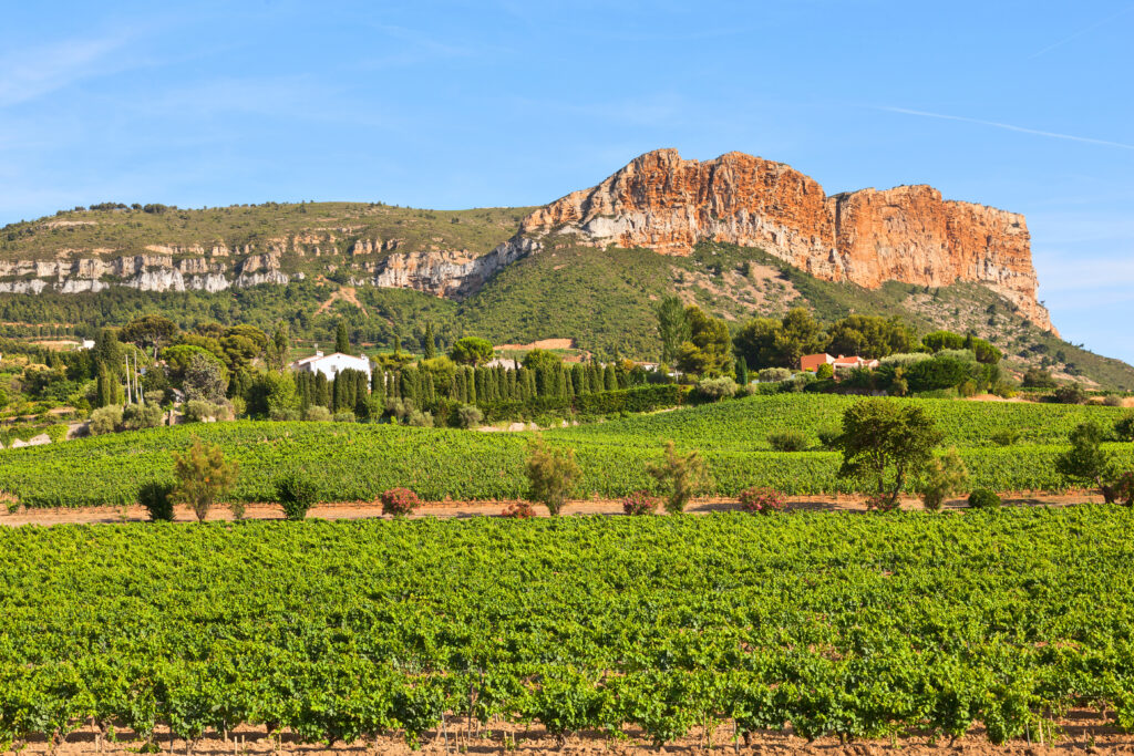 Vineyards near big Cap Canaille. Cassis, France.