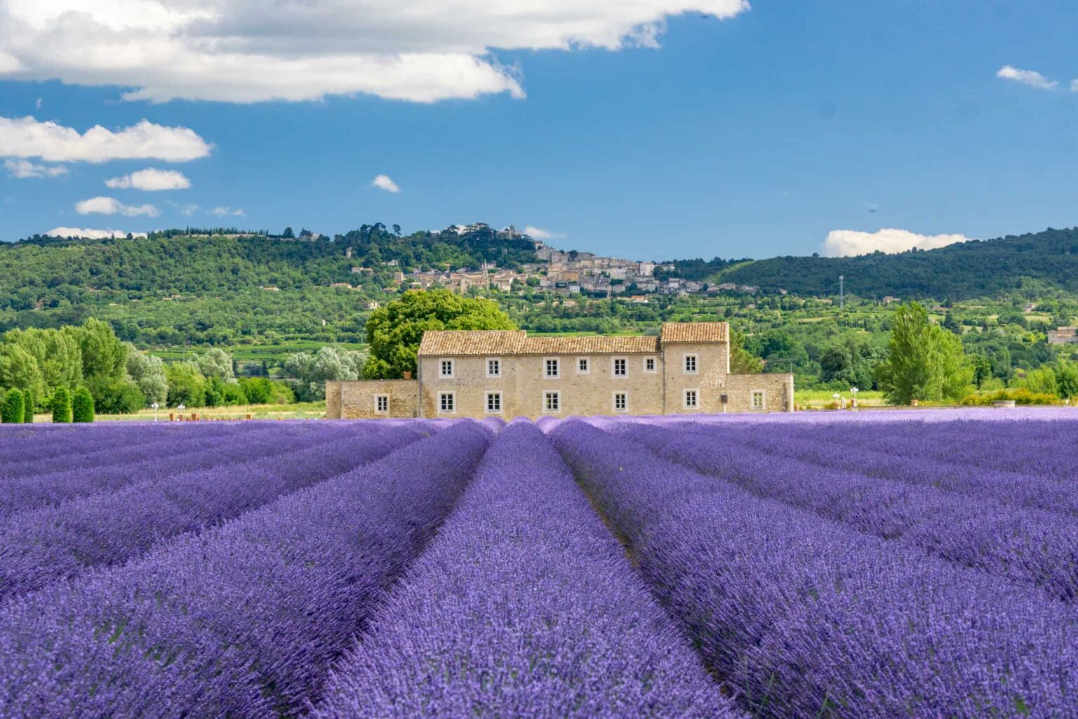 visit lavender in provence