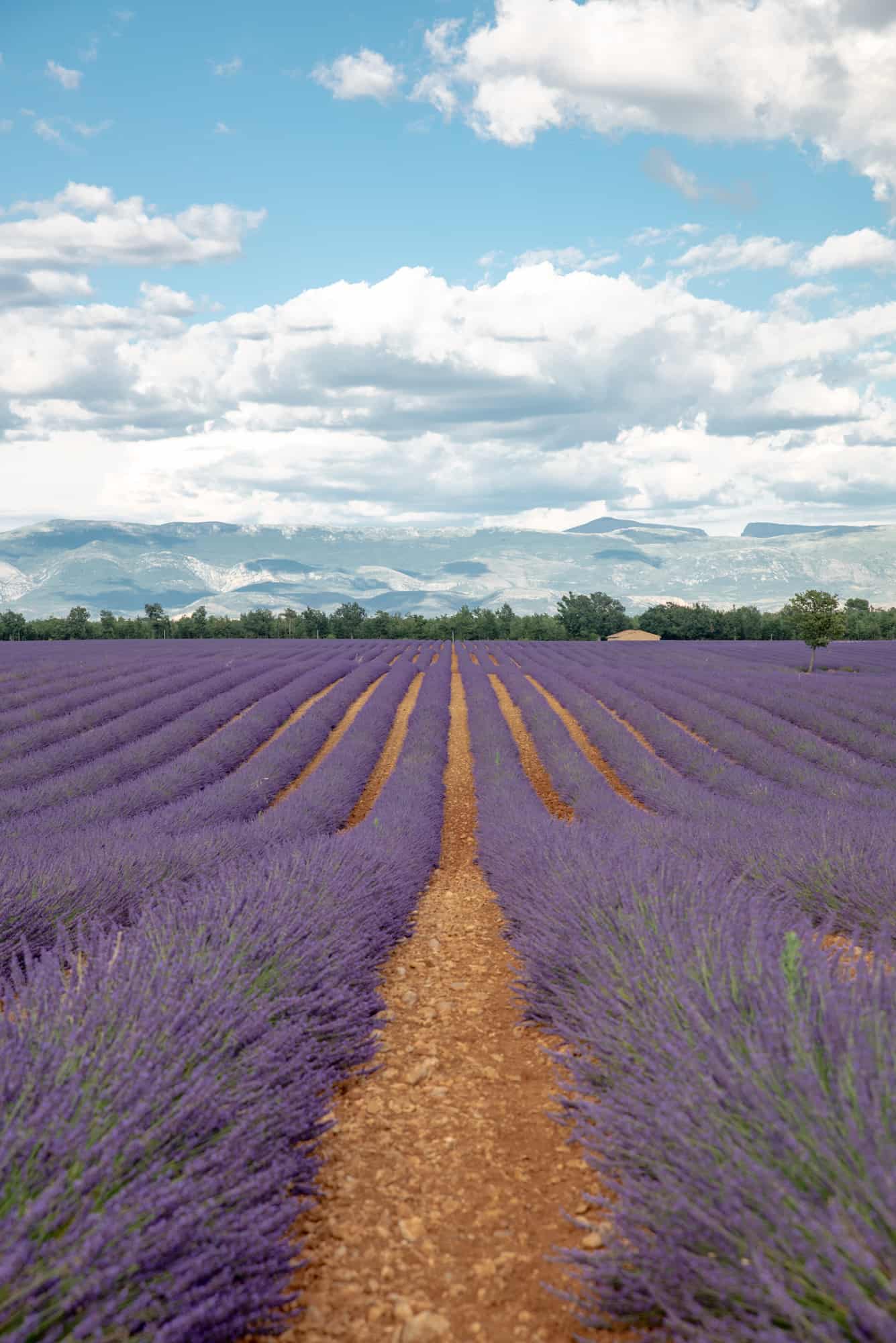 Valensole Lavender Fields Driving the Lavender Route in Provence