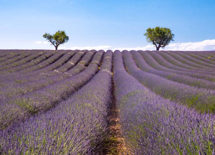 Best Lavender Fields of Provence, France - 2023 Guide!