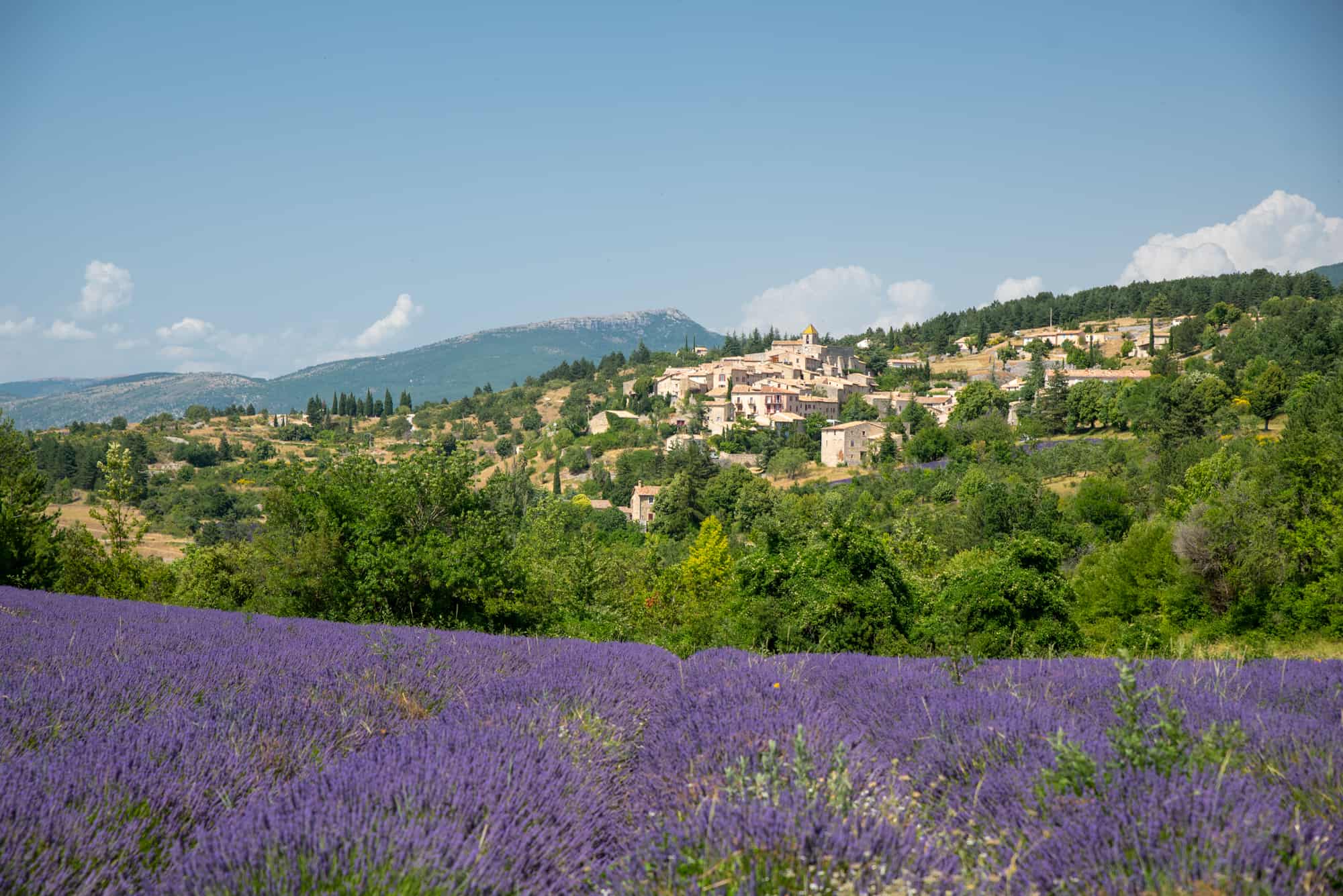 Best Lavender Fields Of Provence France 2020 Guide