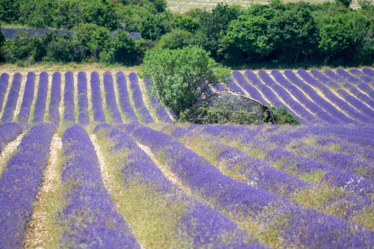 Ultimate Sault Lavender Fields Tour - Le Long Weekend