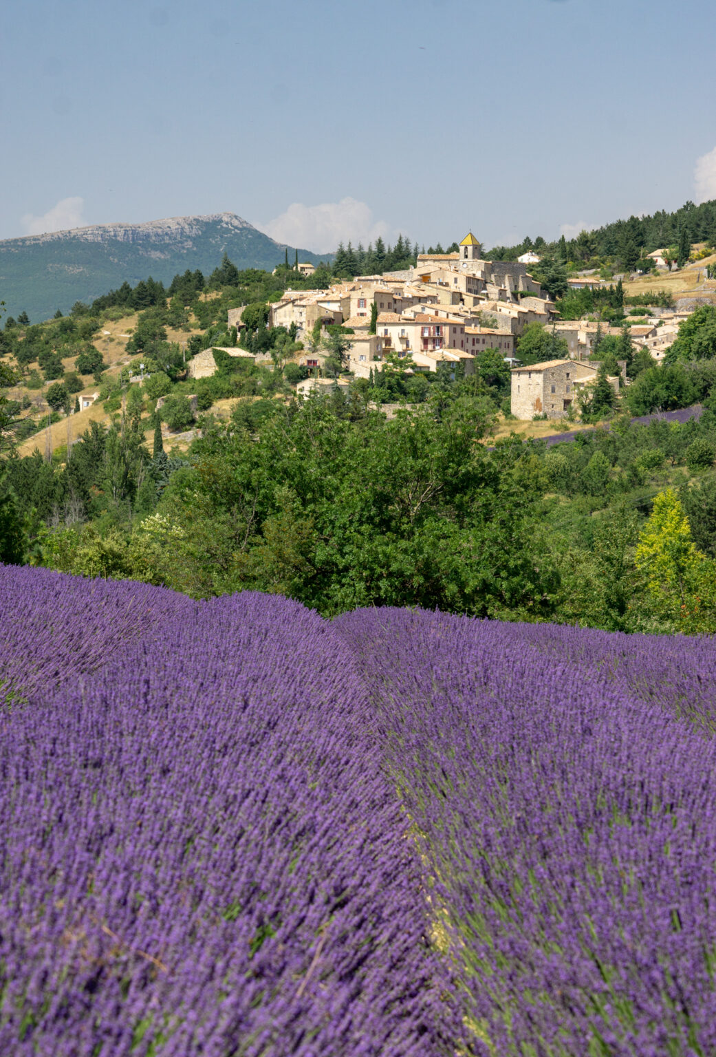 Ultimate Sault Lavender Fields Tour - Le Long Weekend