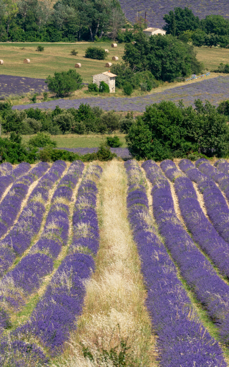 Ultimate Sault Lavender Fields Tour - Le Long Weekend