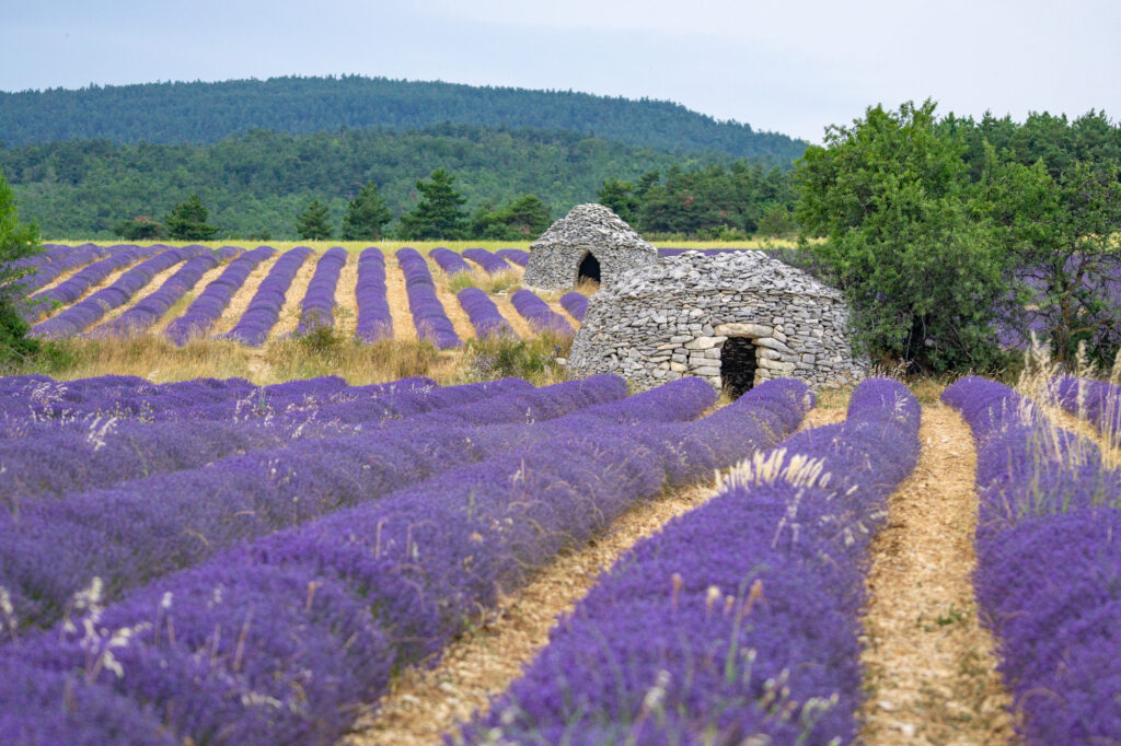 tour de france lavender fields