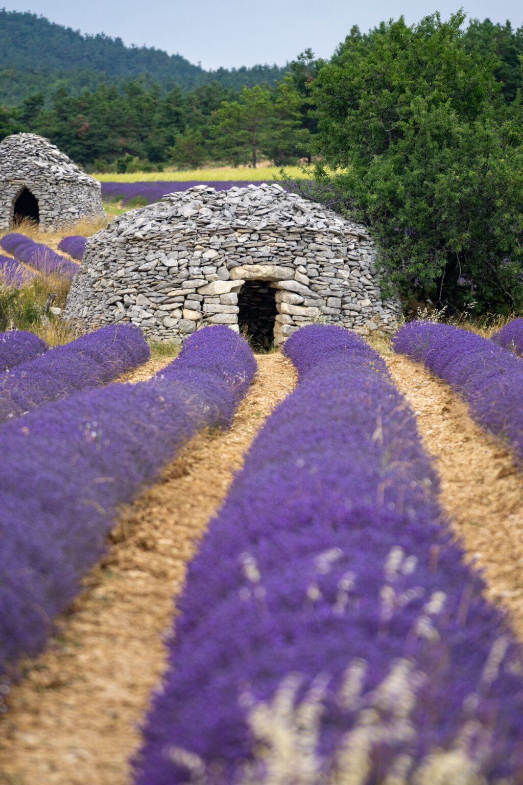 Ultimate Sault Lavender Fields Tour - Le Long Weekend