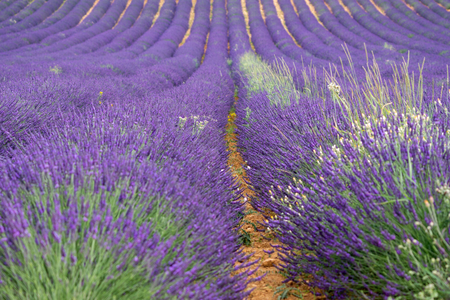 Ultimate Sault Lavender Fields Tour - Le Long Weekend