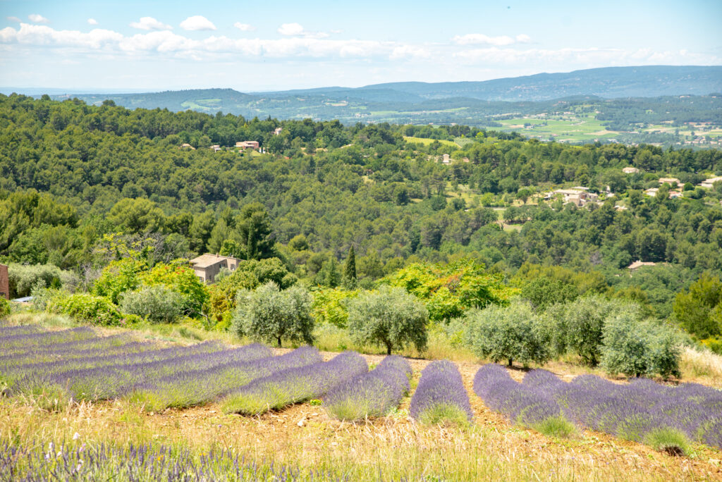 Lavender fields near Agnels distillery in Apt.