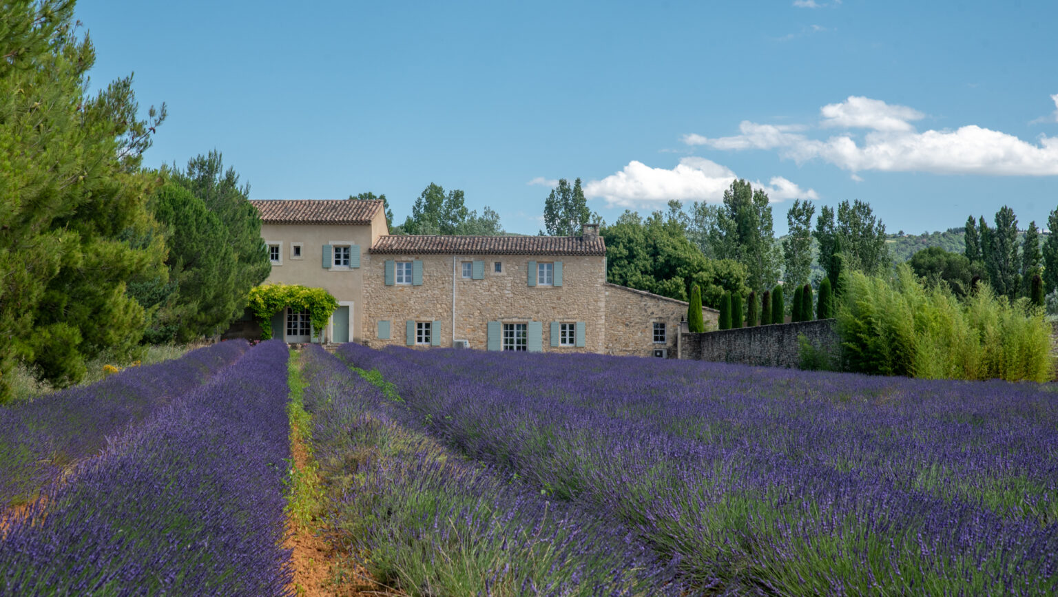 Visiting the Luberon Lavender Fields of Provence, France