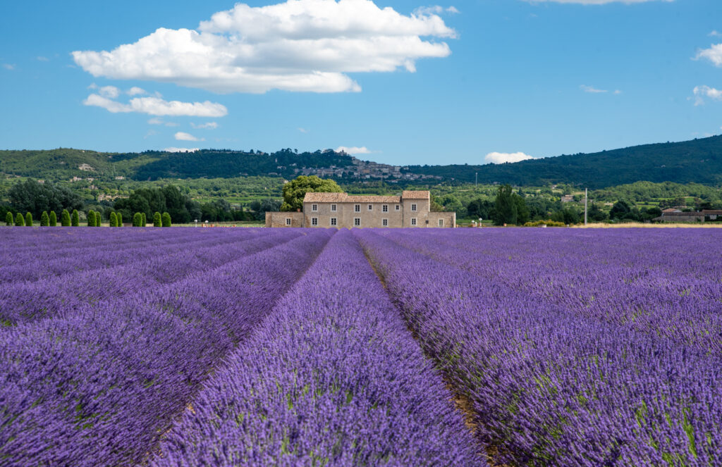 Lavender Fields