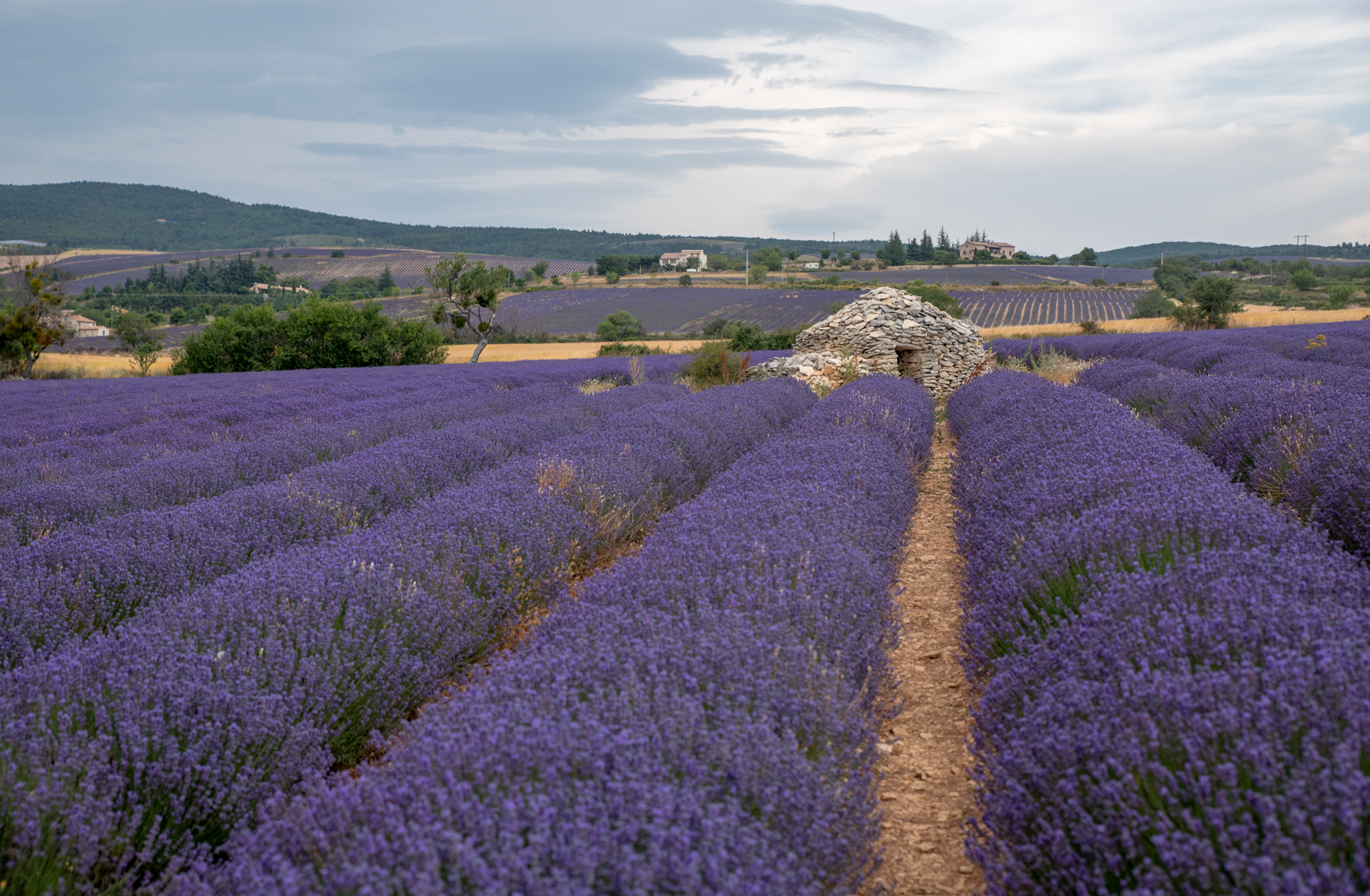 Ultimate Sault Lavender Fields Tour - Le Long Weekend