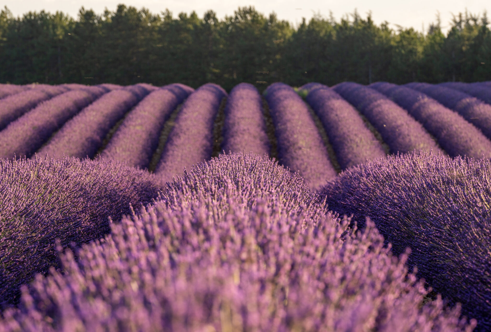 Best Lavender Fields Of Provence France Guide