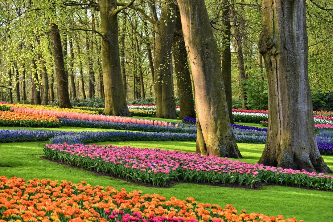 How to Visit Keukenhof Gardens & Lisse Tulip Fields, Netherlands (2022)