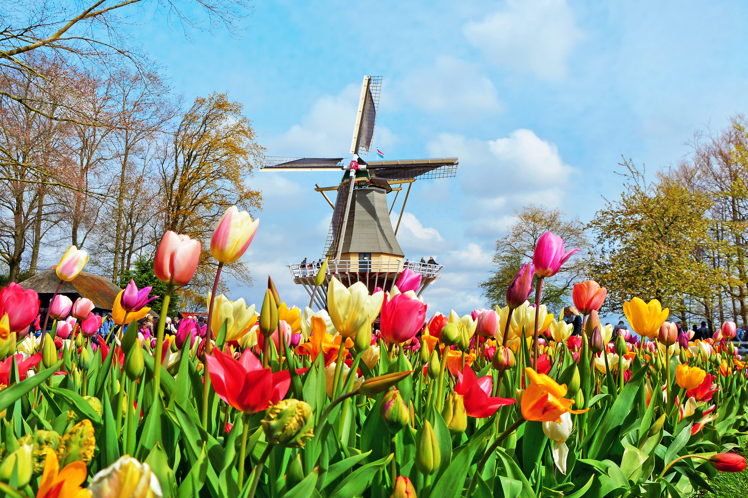 visit holland during tulip season