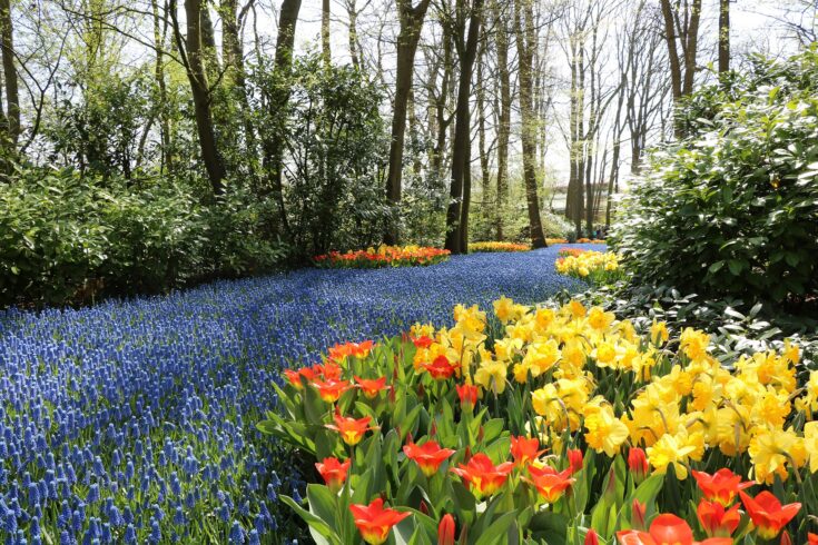 How to Visit Keukenhof Gardens & Lisse Tulip Fields, Netherlands (2022)