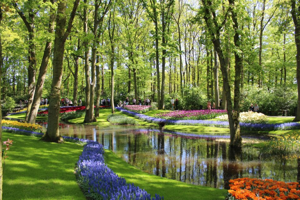 How to Visit Keukenhof Gardens & Lisse Tulip Fields, Netherlands (2022)