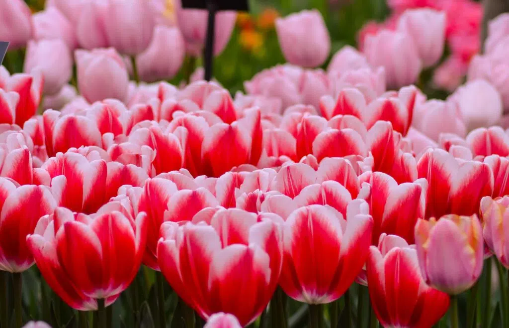 How to Visit Keukenhof Gardens & Lisse Tulip Fields, Netherlands (2022)