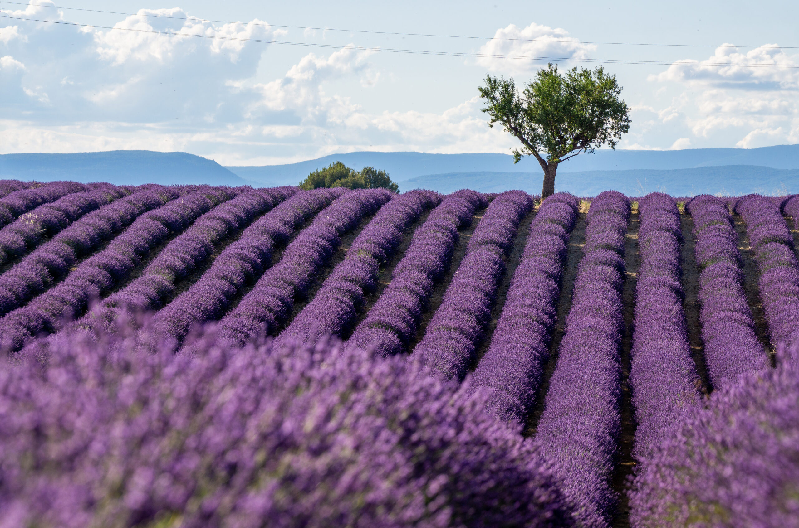 beloning Amuseren Zilver Lavender Season in Provence, France - When is the Best Time to Visit?